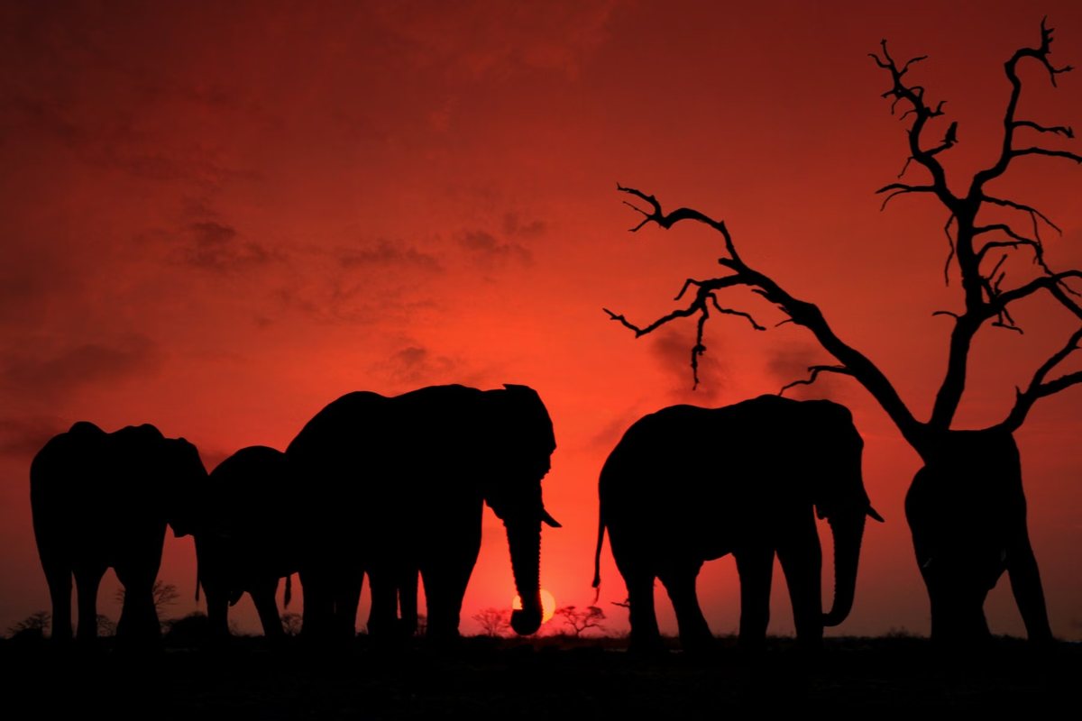 Silhouetted elephants and a dead tree against a red sunset sky